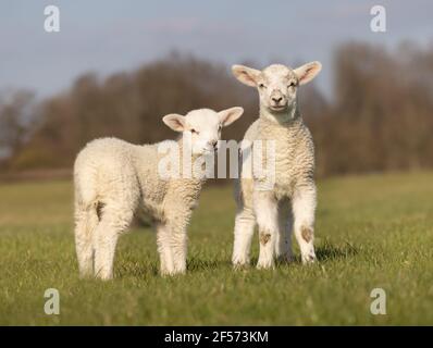 Two young lambs isolated in a field looking to camera. Hertfordshire. UK Stock Photo