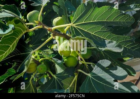green fig Ficus carica per branch Stock Photo