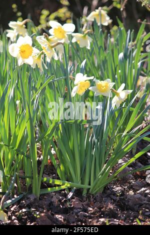 Daffodils in citypark Staddijk in Nijmegen, the Netherlands Stock Photo ...