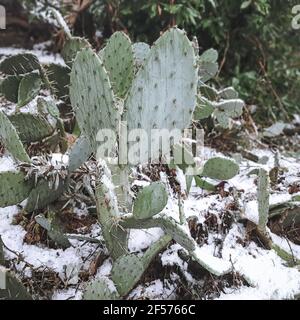 Green thorny cactus on soil with dry leaves and branches covered with snow. Stock Photo