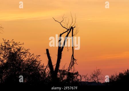 Sunset over the Ottawa River with silhouettes of trees in the foreground Stock Photo