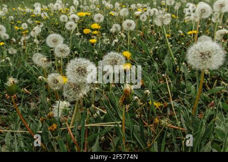 White fluffy dandelions on a spring meadow. Natural green spring background. Fragile dandelion feathers close up. Spring colorful nature. Blooming Stock Photo