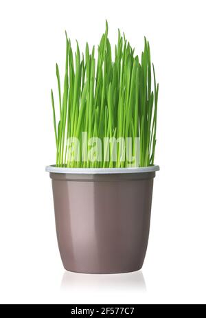 Front view of fresh green grass in plastic cup isolated on white Stock Photo