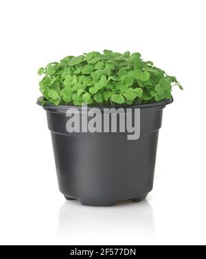 Front view of fresh microgreen in black plastic pot isolated on white Stock Photo