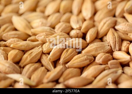 Close up of unhulled  whole grain barley background Stock Photo