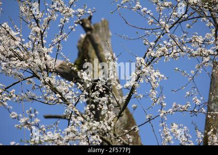 Prunus mahaleb in citypark Staddijk in Nijmegen, the Netherlands Stock Photo