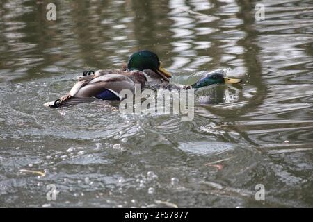 Mallard in citypark Staddijk in Nijmegen, the Netherlands Stock Photo