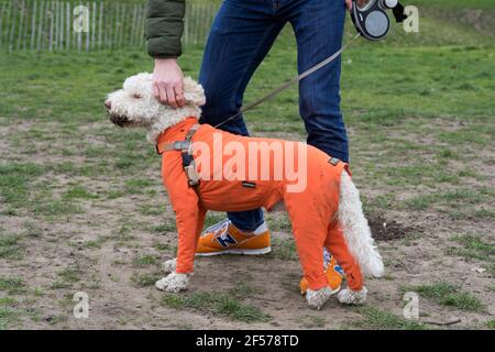 a hand strokes the poodle pet dog in orange dog fleece in Greenwich park Stock Photo