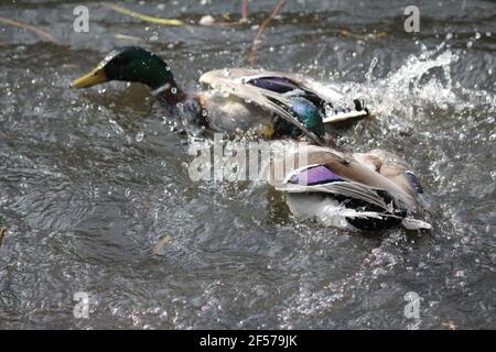 Mallard in citypark Staddijk in Nijmegen, the Netherlands Stock Photo