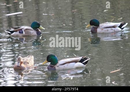 Mallard in citypark Staddijk in Nijmegen, the Netherlands Stock Photo