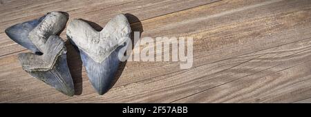 Megalodon shark teeth, background banner with empty space Stock Photo