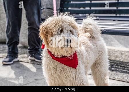 Adorable labradoodle says hello. Stock Photo