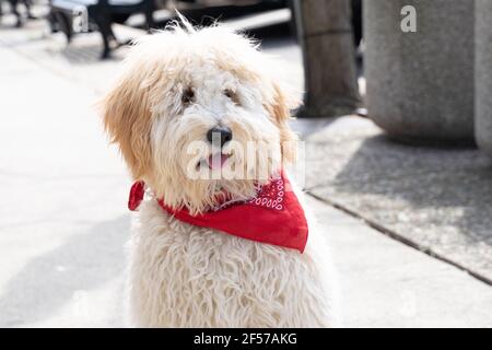 Adorable labradoodle wearing a red scarf says hello.