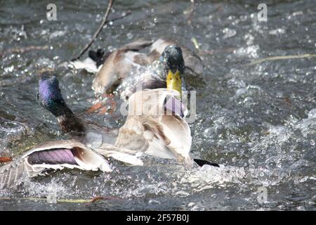 Ducks in citypark Staddijk in Nijmegen, the Netherlands Stock Photo