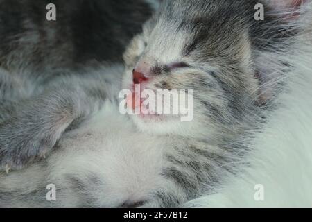 Muzzle of a newborn gray tabby kitten with protruding tongue close-up. A cute blind kitten with stripes on its face and protruding pink tongue. Stock Photo