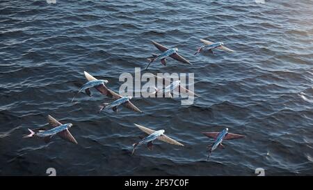 flying fish, school of Exocoetidae Stock Photo