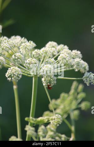 Wild Angelica, Woodland Angelica. White fluffy flowers of an umbrella plant Angelica sylvestris and an orange insect in the sunlight on a summer day. Stock Photo