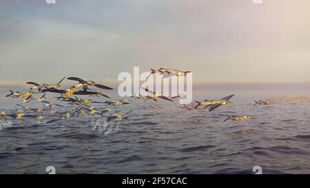 flying fish, group of Exocoetidae jumping out of the water Stock Photo