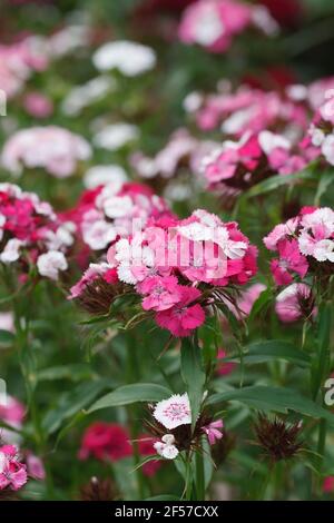 Dianthus barbatus. Sweet William flowers. Stock Photo