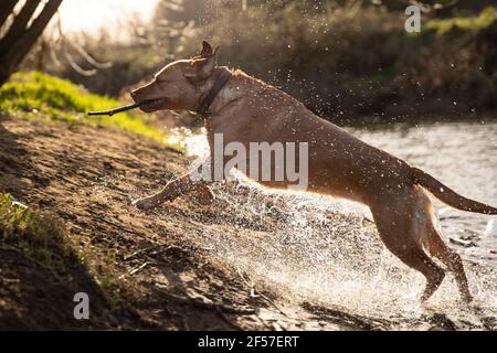 Cardiff, Wales, UK. 24th Mar, 2021. Talisker the labrador enjoys a Cardiff river in the spring sunshine. Credit: Mark Hawkins/Alamy Live News Stock Photo