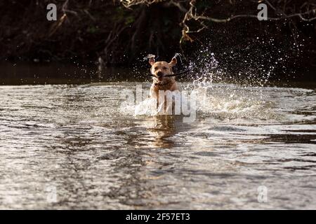 Cardiff, Wales, UK. 24th Mar, 2021. Talisker the labrador enjoys a Cardiff river in the spring sunshine. Credit: Mark Hawkins/Alamy Live News Stock Photo
