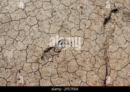 Footprints in the mud Stock Photo