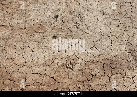 Footprints in the mud Stock Photo