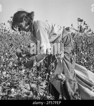 Cotton picker. Southern San Joaquin Valley, California