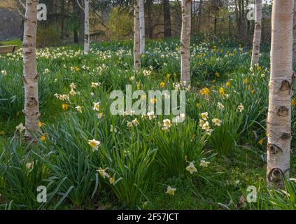 Chanteraines Park. Nature In Bloom In Spring Season. White Cherry In 