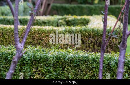 Partially infected box hedge with discoloured leaves, photographed in London UK. East Asian box hedge caterpillar attacks a box hedge, leaving a shrou Stock Photo