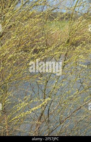 Willow tree with catkins in Spring  ( March 2021 ) along the River Lugg in Herefordshire UK Stock Photo