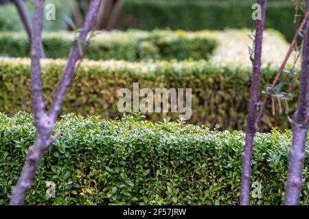 Partially infected box hedge with discoloured leaves, photographed in London UK. East Asian box hedge caterpillar attacks a box hedge, leaving a shrou Stock Photo