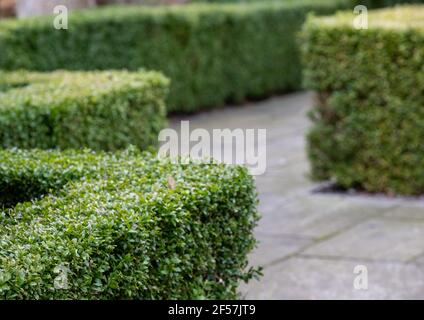 Partially infected box hedge with discoloured leaves, photographed in London UK. East Asian box hedge caterpillar attacks a box hedge, leaving a shrou Stock Photo