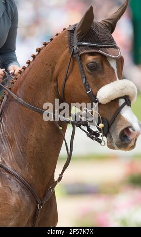 horse portrait close up of show jumper horse head with english bridle ear cover english bit fuzzy nose band cover and braided mane horse show turn out Stock Photo