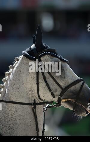horse portrait close up of show jumper horse head with english bridle ear cover english bit and braided mane horse show turn out vertical format Stock Photo