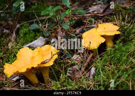 Wild golden chanterelle mushrooms, also known as Cantharellus cibarius, in the forest. Photo taken in Sweden. Stock Photo