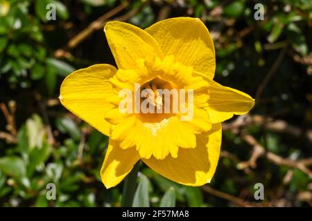 Close up of the head of a daffodil in a garden isolated against a plain background with pollen. Its botanical name is Narcissus. Stock Photo