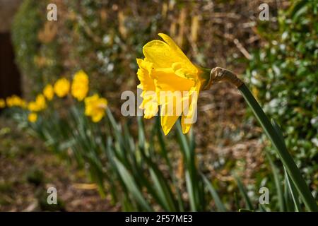 Close up of the head of a daffodil flower in a garden with more daffodils in the background. Its botanical name is Narcissus. Stock Photo