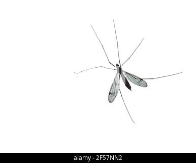 The Crane fly sometimes known as mosquito hawks or daddy longlegs Stock ...