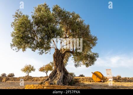 View of an ancient olive tree on a blue sky background next to the Concordia Temple in Agrigento, Sicily. Stock Photo