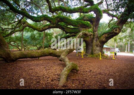 The Angel Oak Tree. The angel oak is considered to be one of the oldest live oak trees in the United States located near Charleston, South Carolina Stock Photo