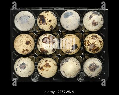 Group of twelve fresh quail eggs in a plastic egg carton, from above, isolated on black background. Speckled, whole eggs of common quail, Coturnix. Stock Photo