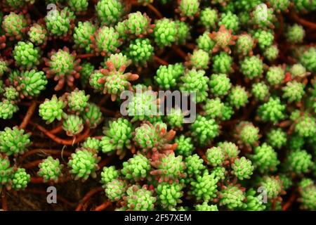 Sedum acre (goldmoss stonecrop, biting stonecrop, mossy stonecrop). Natural buckground Stock Photo