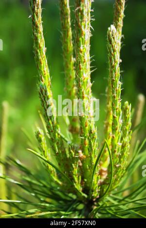 Young green pine sprouts in the forest. Close-up Stock Photo