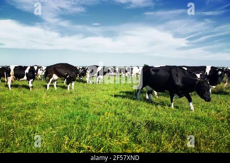 Black and white cows grazing on the green blooming field Stock Photo