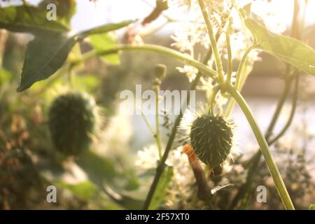 Ecballium elaterium (squirting cucumber or exploding cucumber) with fruits and flowers. Stock Photo