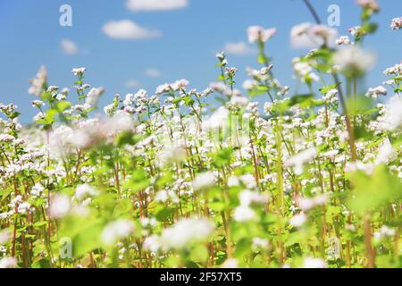 Blooming common buckwheat (Fagopyrum esculentum) in a field. Buckwheat flowers against a blue sky. Stock Photo