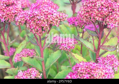 Succulents with bright pink flowers. Hylotelephium telephium (orpine,livelong,life-everlasting,witch's moneybags) in bloom. Flowering succulett plants Stock Photo