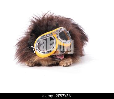 Portrait of an adorable Pomeranian bicolor with aviator glasses on a white background Stock Photo