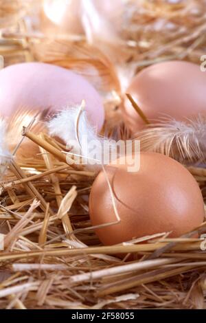 fresh eggs in a nest Stock Photo